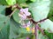 Ceropegia, a species of flower found in Kaas Plateau