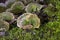 Cerrena unicolor, commonly known as the mossy maze polypore, is a species of poroid fungus in the genus Cerrena.