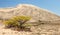 Cerro Blanco sand dune with tree, Nasca or Nazca, Peru