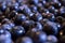 Certified organic blueberries, closeup