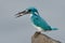 Cerulean kingfisher capture a fish