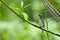 Cerulean Warbler