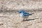 Cerulean Warbler pecks on the ground