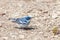 Cerulean Warbler pecks on the ground