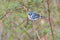 Cerulean Warbler perched in a bush