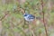 Cerulean Warbler perched in a bush