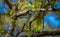 Cerulean warbler (Setophaga cerulea