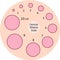 Cervial Dilation Scale with pink circles. Shows how cervix is opening during delivery procwss. Medical Illustration