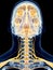 The cervical nerves