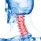 The cervical spine