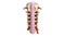 Cervical spine with ligament and arteries anterior view