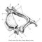 Cervical vertebra human anatomy superior lateral view hand draw