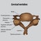 Cervical vertebrae of the spinal column labeled diagram