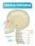 Cervical vertebrae vector illustration. Scheme with skull and C1 atlas vertebra. Intervertebral disc and anterior tubercle diagram