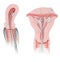 Cervix - Dilation and Curettage D&C Procedure