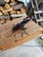 Cervo volante nero - black stag beetle