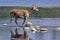 Cervus duvaucelii, swamp deer crossing the Karnali river, Bardia, Nepal