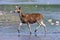 Cervus duvaucelii, swamp deer crossing the Karnali river, Bardia, Nepal