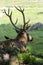 Cervus elaphus male deer, resting in the field in the shade of a tree, in the background stones, mexico