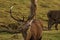 Cervus elaphus, red deer stag rutting