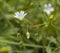 CerÃ¡stium flower on the slopes of the northern Tien Shan