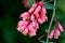 Cestrum elegans var. smithii, Pink Cestrum