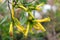 Cestrum Nocturnum yellow flower