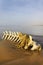 Cetacea skeleton