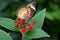 Cethosia biblis butterfly on red tropical flower, butterfly with patterned wings
