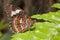 Cethosia hypsea hypsina Malay Lacewing