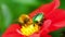 Cetonia Aurata and bumblebee on the Red Dahlia flower