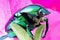 Cetonia aurata,green beetle close up