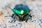 Cetonia Aurata Metallic Green Bug on interesting stone