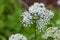 Cetoniinae beatle Rose chafer cetonia aurata is sitting on Cow Parsley