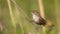 Cetti`s Warbler on Reed Looking Left