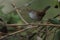 Cettis warbler against a green leafy background.