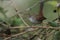 Cettis warbler against a green leafy background.