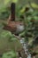 Cettis warbler against a green leafy background.