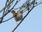 Cettis warbler (Cettia cetti)