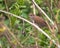Cettis Warbler hiding in vegetation.