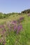 Cevennes countryside, France. The GR 70 and Robert Louis Stevenson
