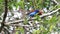 Ceylon Blue Magpie