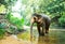 Ceylon elephant drink water from river in jungle