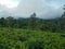 Ceylon Green Tea Plantations