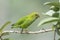 Ceylon Hanging-Parrot on a branch