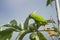 Ceylon Hanging-Parrot in Ella, Sri Lanka