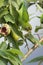 Ceylon Hanging-Parrot in Ella, Sri Lanka