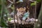 Ceylon leopard lying on a wooden log