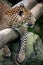 Ceylon leopard, Panthera pardus kotiya