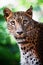 Ceylon leopard (Panthera pardus kotiya) detail portrait